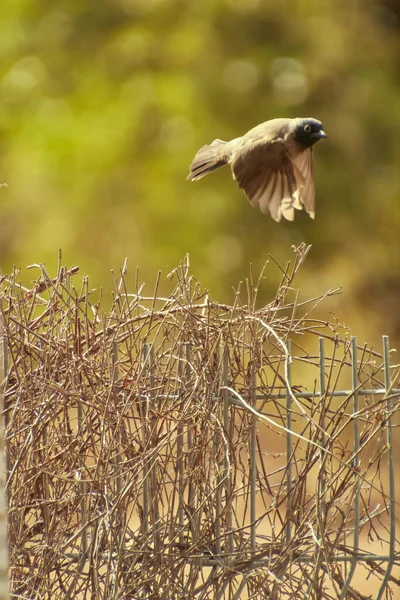 Птах, що летить на річці, шукає їжу — стокове фото