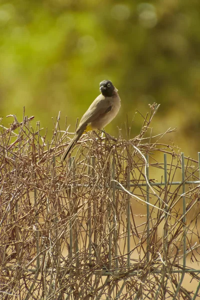 붉은 천산갑인 피코 노스 카 페리스 (Pycnonotus caferis) 는 가마우지 과 (bulbul) 의 일원이다. — 스톡 사진