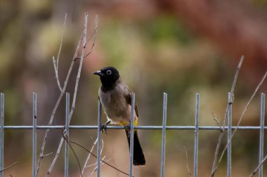 Kırmızı havalandırmalı Pycnonotus cafer, yoldan geçenlerin bulbul ailesinin bir üyesidir..