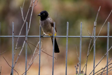 Kırmızı havalandırmalı Pycnonotus cafer, yoldan geçenlerin bulbul ailesinin bir üyesidir..