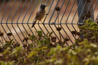 Kırmızı havalandırmalı Pycnonotus cafer, yoldan geçenlerin bulbul ailesinin bir üyesidir..
