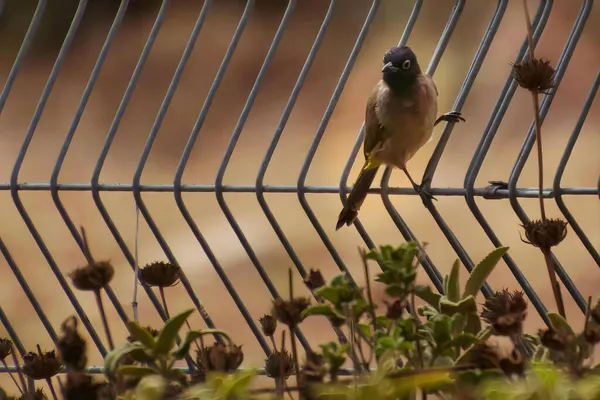 Červeně větraná bulbul Pycnonotus kavárna je členem bulbul rodiny kolemjdoucích. — Stock fotografie