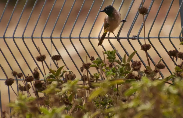 Il caffè Pycnonotus bulbul a sfiato rosso è un membro della famiglia bulbul dei passeriformi.. — Foto Stock