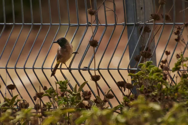 Kırmızı havalandırmalı Pycnonotus cafer, yoldan geçenlerin bulbul ailesinin bir üyesidir..