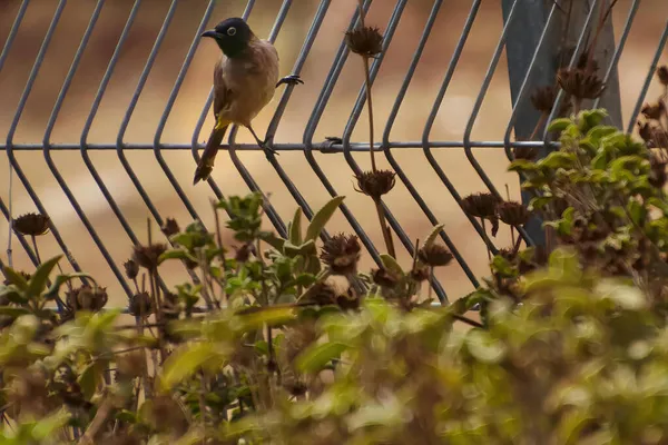 O cafer Pycnonotus bulbul vermelho-ventilado é um membro da família bulbul de passeriformes. — Fotografia de Stock