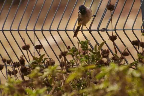 O cafer Pycnonotus bulbul vermelho-ventilado é um membro da família bulbul de passeriformes. — Fotografia de Stock