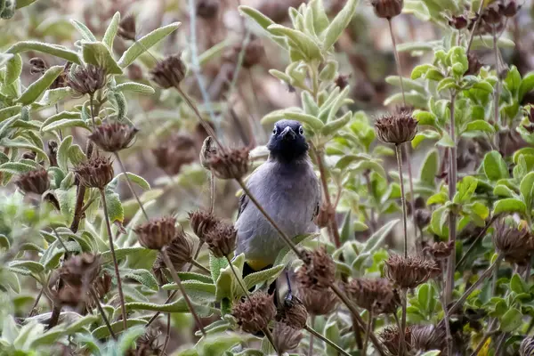 Das rotbelüftete bulbul Pycnonotus Café ist ein Mitglied der bulbul Familie von Passanten. — Stockfoto