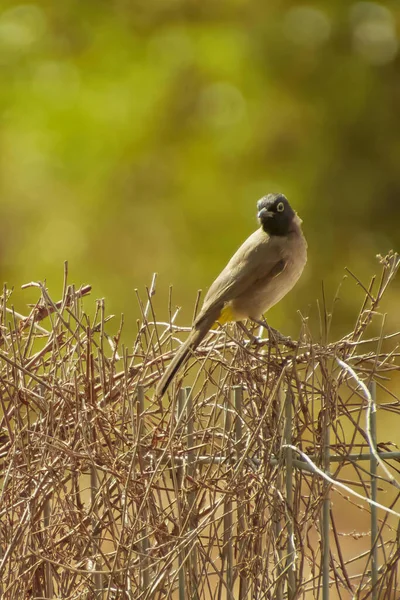 A piros-szellőzésű bulbul Pycnonotus kávézó tagja a bulbul család a passerines. — Stock Fotó