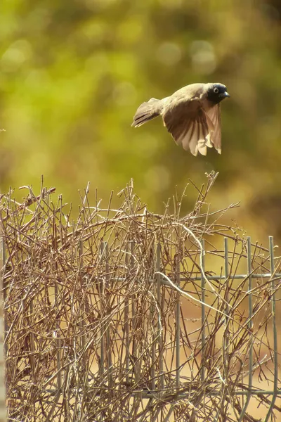 Fåglar som flyger på floden och letar efter mat — Stockfoto