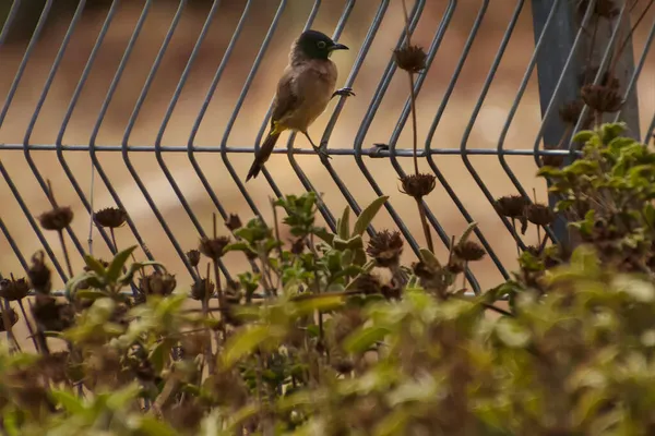 Kırmızı havalandırmalı Pycnonotus caferis, yoldan geçenlerin bulbul ailesinin bir üyesidir..