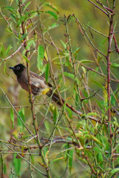 Babbler selva en la rama del árbol en busca de presas — Foto de Stock