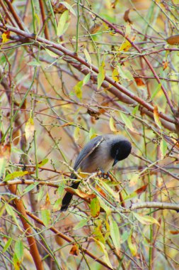 Doğanın dalında siyah ibikli bir Bulbul.