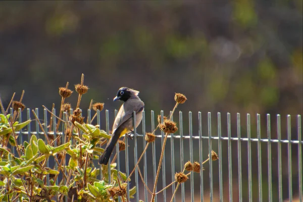 Doğanın çağrısı