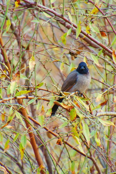 Um Bulbul de crista negra no ramo na natureza — Fotografia de Stock