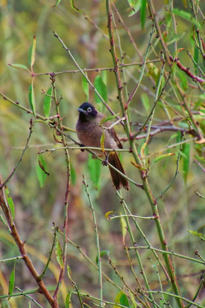 a small tit perched on a twig in spring