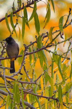 Cape bulbul, Pycnonotus capensis, Simons Town, Güney Afrika 'da bir ağaçta dinleniyor.