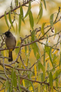 Cape bulbul, Pycnonotus capensis, Simons Town, Güney Afrika 'da bir ağaçta dinleniyor.