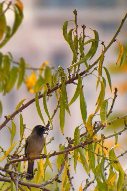 Cape bulbul, Pycnonotus capensis, Simons Town, Güney Afrika 'da bir ağaçta dinleniyor.