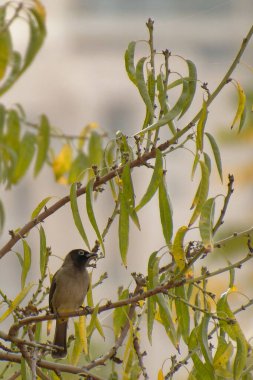 Cape bulbul, Pycnonotus capensis, Simons Town, Güney Afrika 'da bir ağaçta dinleniyor.