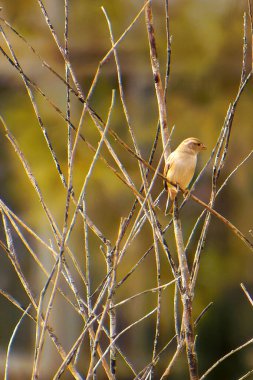 Mısır Bunting Miliaria Calandra Bir dalda dinleniyor