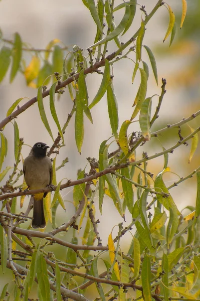 Cape bulbul, Pycnonotus capensis, Simons Town, Güney Afrika 'da bir ağaçta dinleniyor.