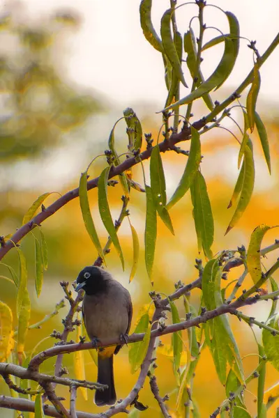 Капський бул (Pycnonotus capensis), що лежить на дереві в місті Сімонс (ПАР). — стокове фото