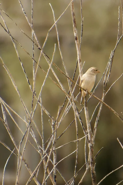 Kukuřice Bunting Miliaria calandra odpočívá na větvi — Stock fotografie