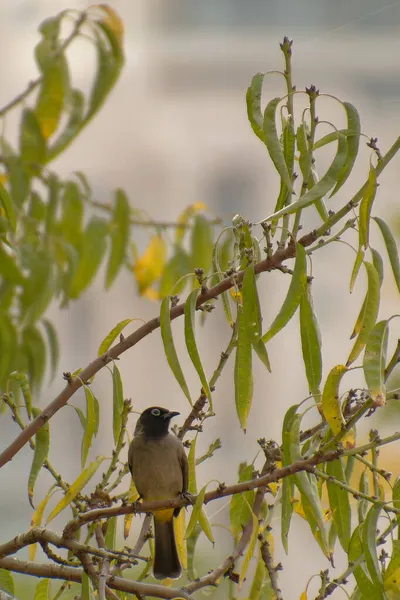 Cape bulbul, Pycnonotus capensis, Simons Town, Güney Afrika 'da bir ağaçta dinleniyor.
