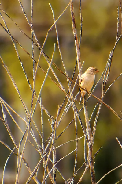 Mısır Bunting Miliaria Calandra Bir dalda dinleniyor