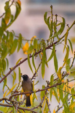 Cape bulbul, Pycnonotus capensis, Simons Town, Güney Afrika 'da bir ağaçta dinleniyor.
