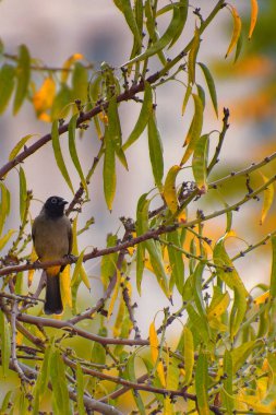 Cape bulbul, Pycnonotus capensis, Simons Town, Güney Afrika 'da bir ağaçta dinleniyor.