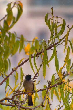 Cape bulbul, Pycnonotus capensis, Simons Town, Güney Afrika 'da bir ağaçta dinleniyor.