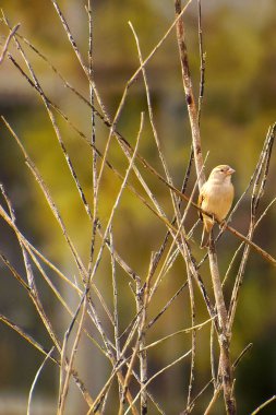 Mısır Bunting Miliaria Calandra Bir dalda dinleniyor