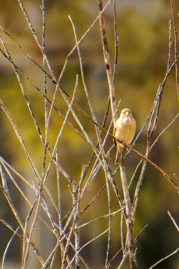 Mısır Bunting Miliaria Calandra Bir dalda dinleniyor
