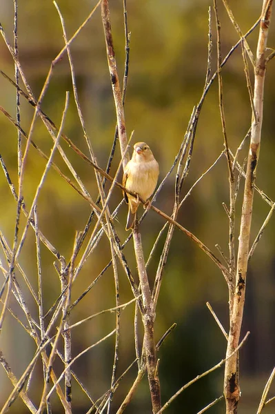 Kukuřice Bunting Miliaria calandra odpočívá na větvi — Stock fotografie