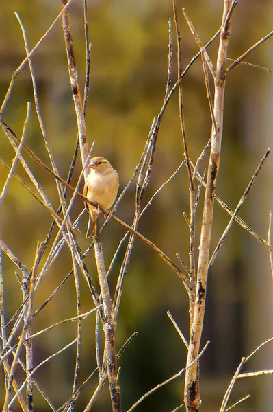 Bruant de maïs Miliaria calandra reposant sur une branche — Photo