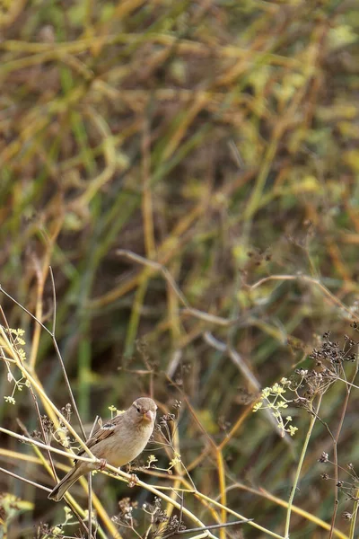 Kukorica Bunting Miliaria calandra pihen egy ágon — Stock Fotó