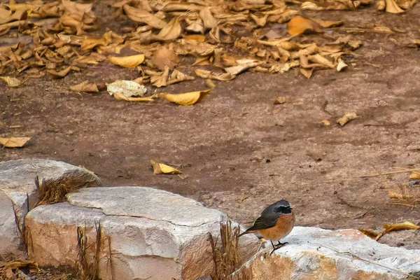 Robin karla kaplı zeminde