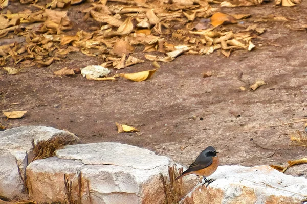 Robin sur sol enneigé — Photo