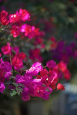 Gün batımında dağlarda güzel pembe çiçekler, Kore 'de Hwangmaesan dağı.