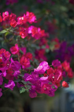 Gün batımında dağlarda güzel pembe çiçekler, Kore 'de Hwangmaesan dağı.