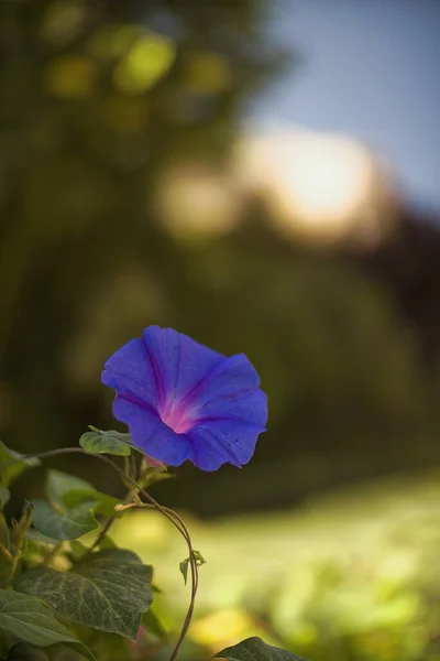 Fantasie Gentle Bloemen Achtergrond Blauwe Bloemen Gedeocaliseerd — Stockfoto