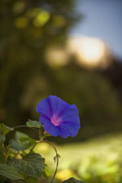 Fantasie Gentle Bloemen Achtergrond Blauwe Bloemen Gedeocaliseerd — Stockfoto