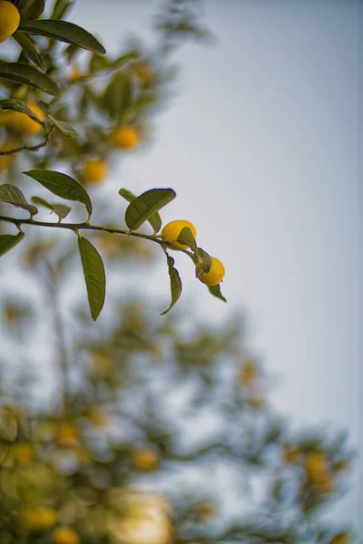 Zitronen hängen an einem Zitronenbaum — Stockfoto