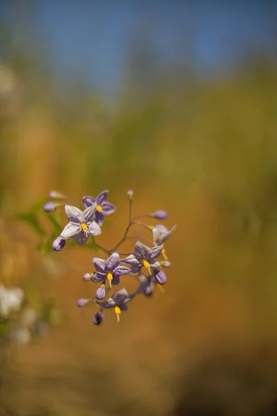 Fantaisie Doux fond floral Fleurs bleues déconcentrées — Photo