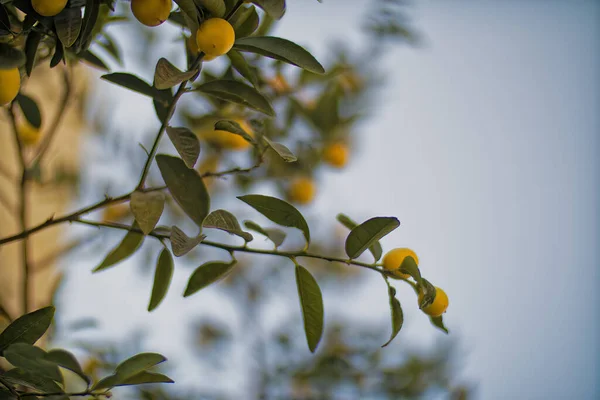 Limon limon ağacına asılı — Stok fotoğraf