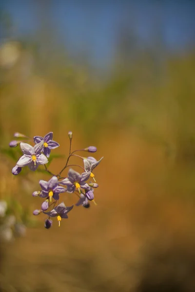 Fantasie Gentle Bloemen Achtergrond Blauwe Bloemen Gedeocaliseerd — Stockfoto