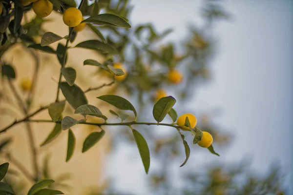 Limon limon ağacına asılı — Stok fotoğraf