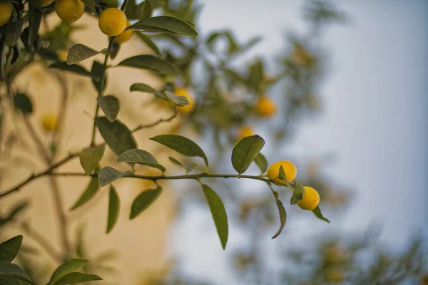 Limon limon ağacına asılı — Stok fotoğraf