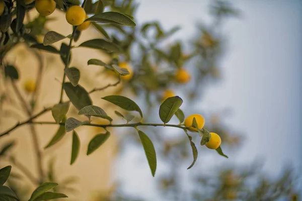 Zitronen hängen an einem Zitronenbaum — Stockfoto